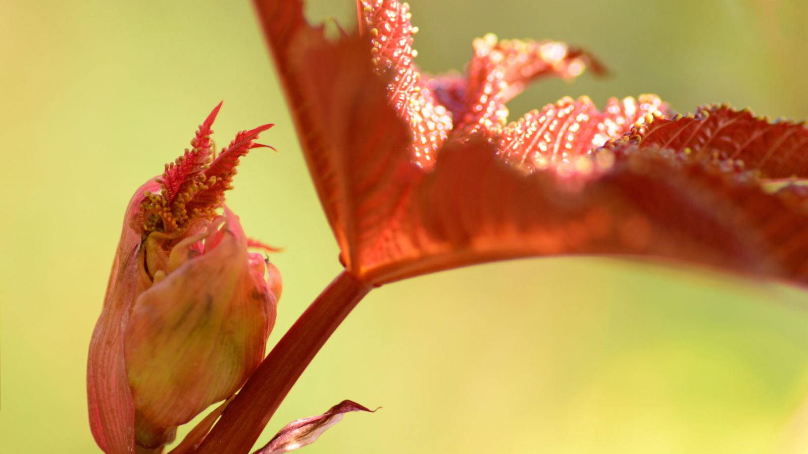 Castor Oil: The Secret Sauce for Gorgeous Curls!