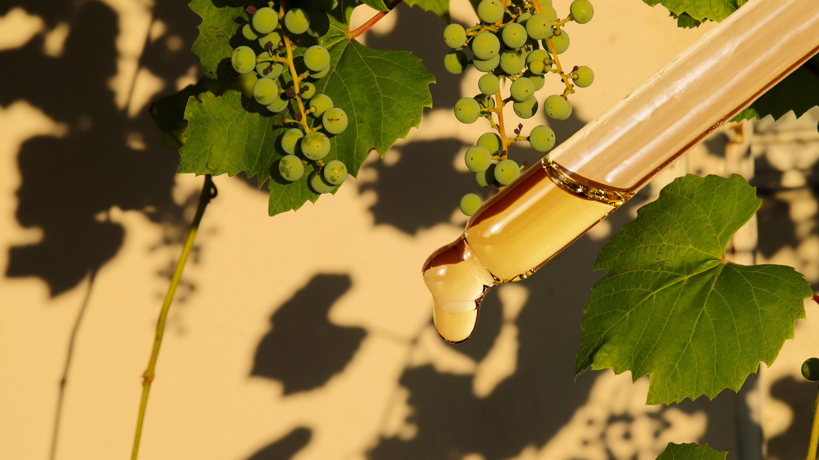 Say HELLO to my little "curl" friend: Grapeseed Oil