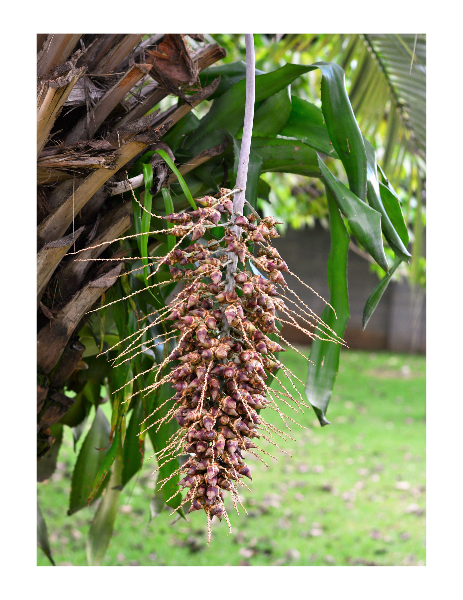 Babassu Oil: The Hair Hero You Didn't Know You Needed!